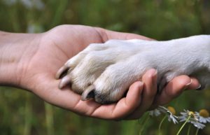 E' giusto vietare l'accesso ai cani nei luoghi pubblici?